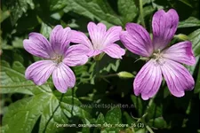 Geranium x oxonianum 'Lady Moore'