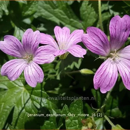 Geranium x oxonianum 'Lady Moore'