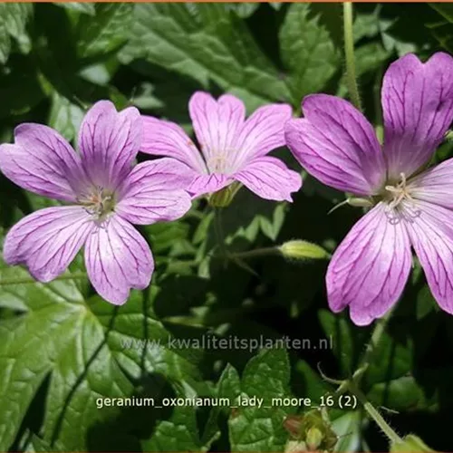 Geranium x oxonianum 'Lady Moore'