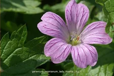 Geranium x oxonianum 'Lady Moore'