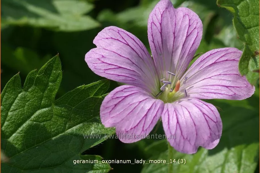 Geranium x oxonianum 'Lady Moore'