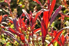 Gaura lindheimeri 'Gaudi Pink'