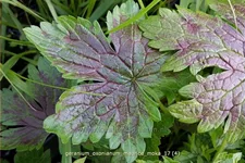 Geranium oxonianum 'Maurice Moka'