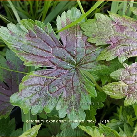 Geranium oxonianum 'Maurice Moka'