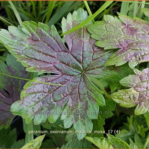 Geranium oxonianum 'Maurice Moka'