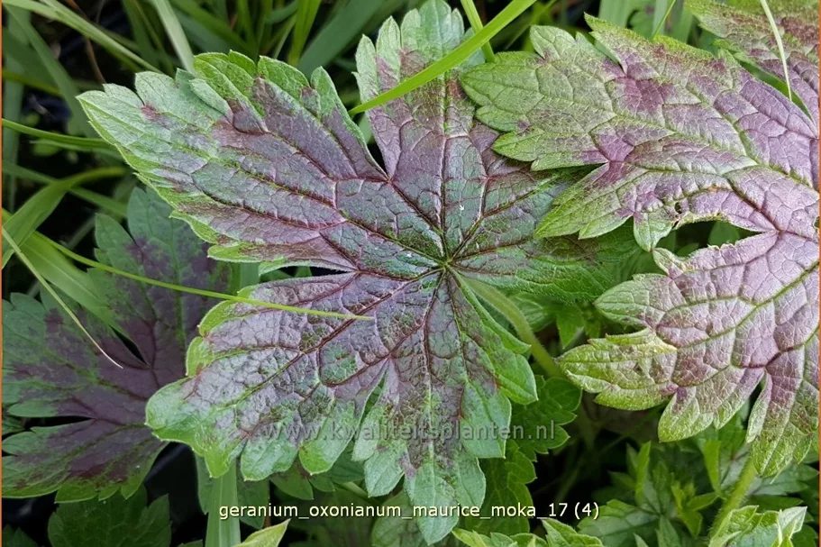 Geranium oxonianum 'Maurice Moka'
