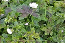 Geranium oxonianum 'Maurice Moka'