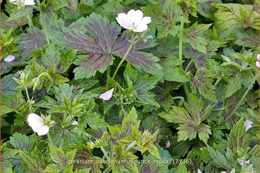 Geranium oxonianum 'Maurice Moka'