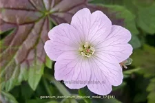 Geranium oxonianum 'Maurice Moka'