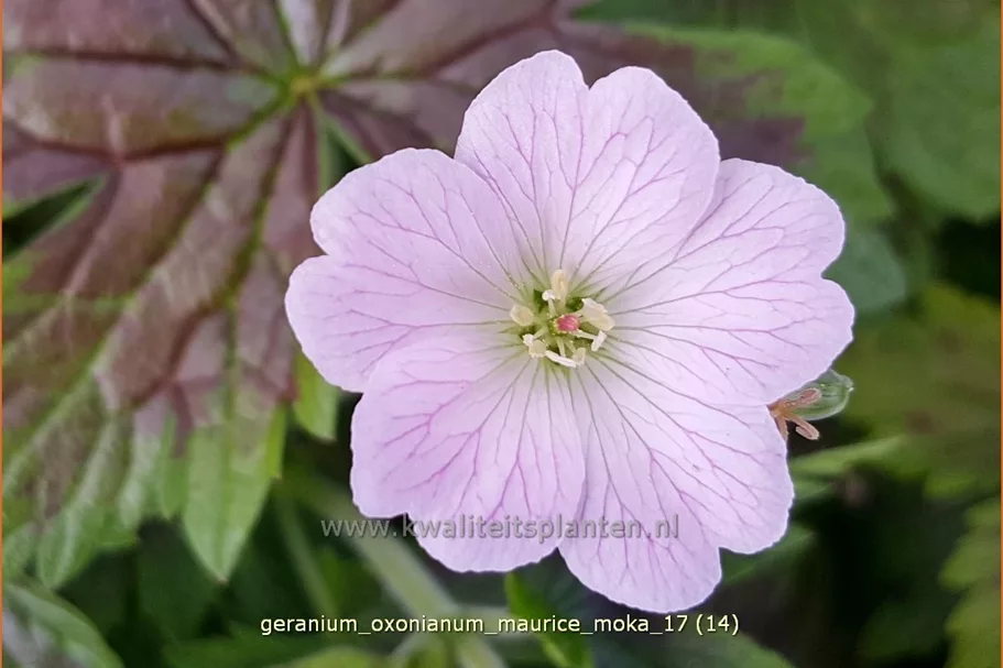 Geranium oxonianum 'Maurice Moka'