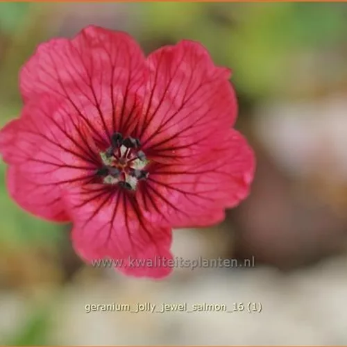 Geranium cinereum 'Jolly Jewel Salmon'