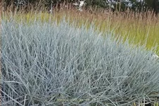 Festuca glauca 'Cool As Ice'