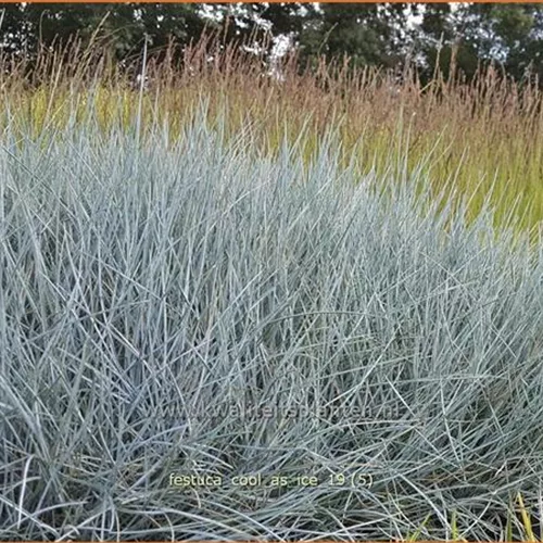 Festuca glauca 'Cool As Ice'
