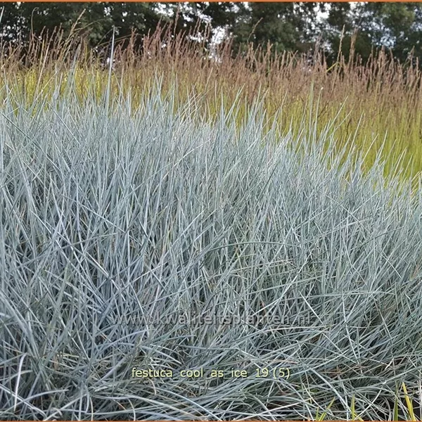 Festuca glauca 'Cool As Ice'