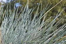 Festuca glauca 'Cool As Ice'