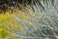 Festuca glauca 'Cool As Ice'