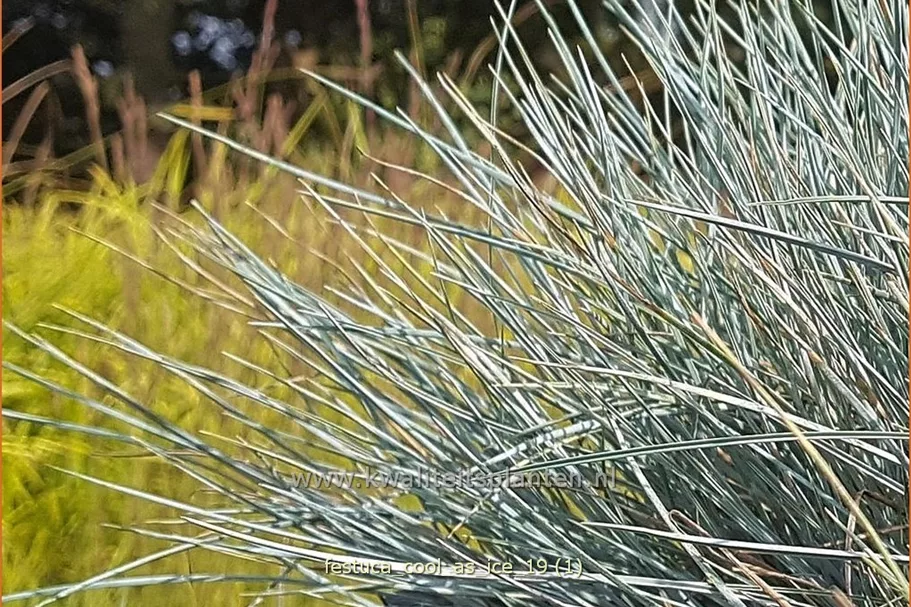 Festuca glauca 'Cool As Ice'