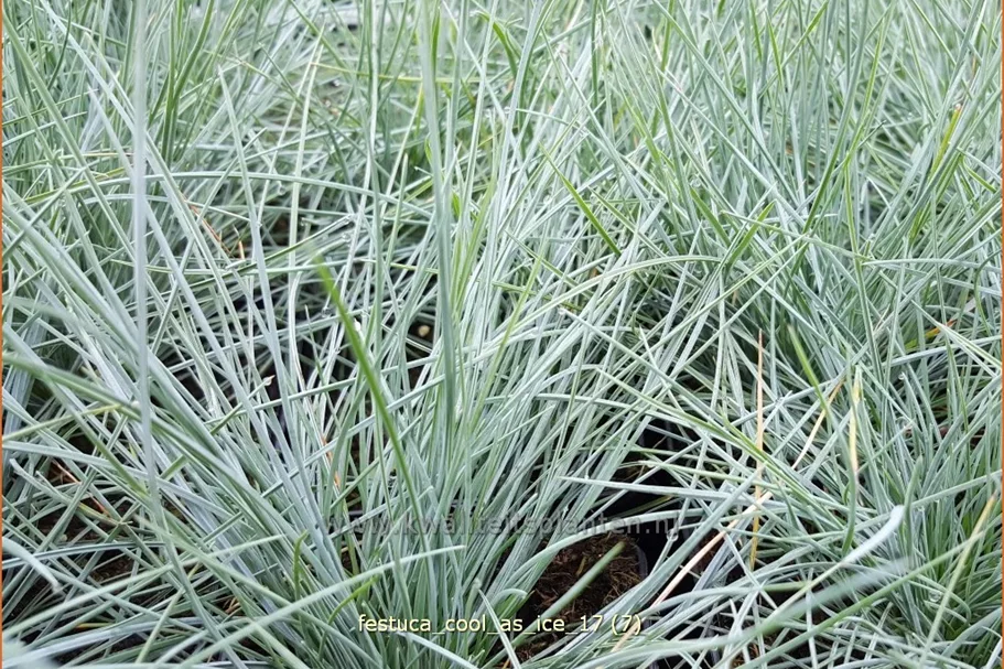 Festuca glauca 'Cool As Ice'