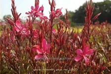 Gaura lindheimeri 'Gaudi Red'