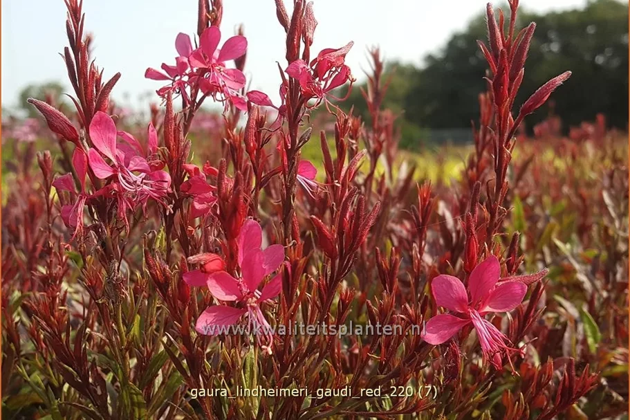 Gaura lindheimeri 'Gaudi Red'
