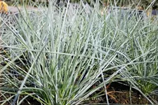 Festuca glauca 'Cool As Ice'