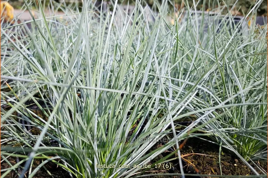 Festuca glauca 'Cool As Ice'