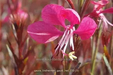 Gaura lindheimeri 'Gaudi Red'