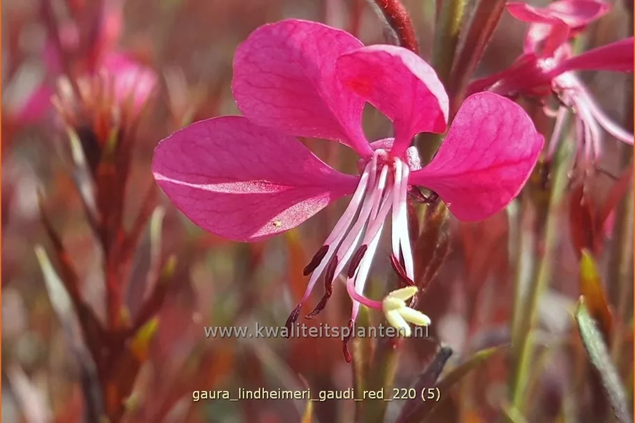 Gaura lindheimeri 'Gaudi Red'