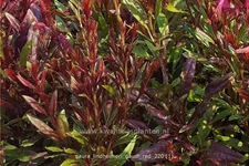 Gaura lindheimeri 'Gaudi Red'