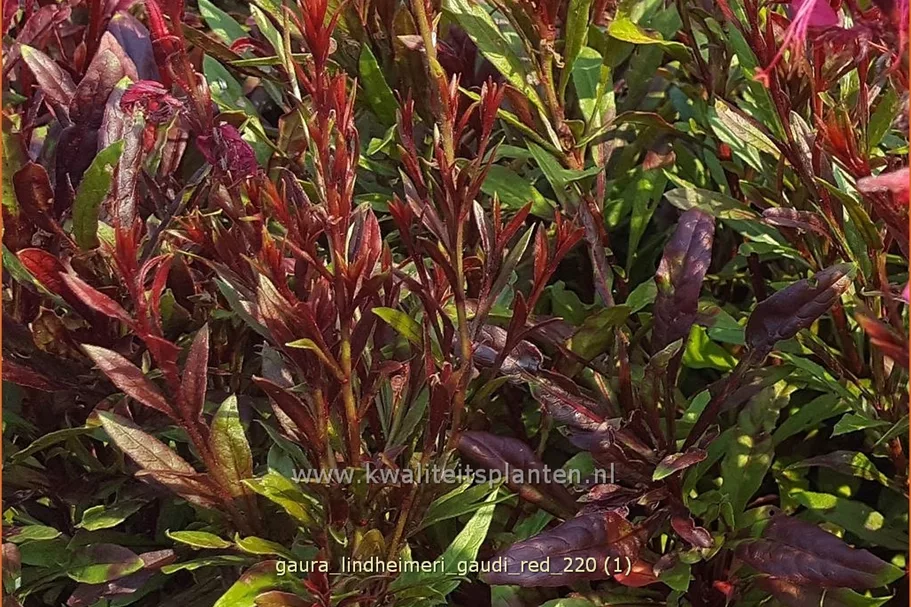 Gaura lindheimeri 'Gaudi Red'