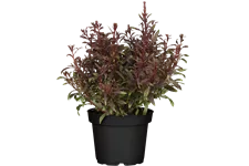 Gaura lindheimeri 'Gaudi Red'