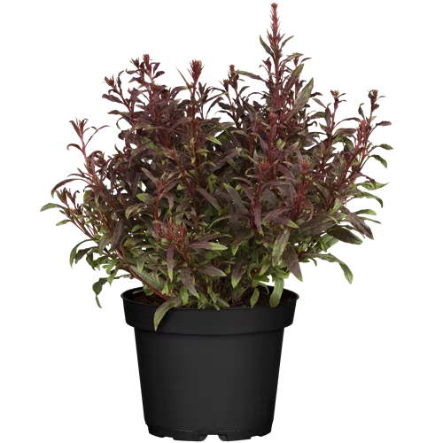 Gaura lindheimeri 'Gaudi Red'