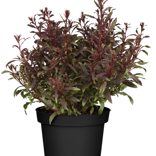 Gaura lindheimeri 'Gaudi Red'