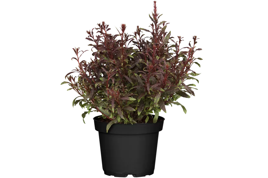 Gaura lindheimeri 'Gaudi Red'