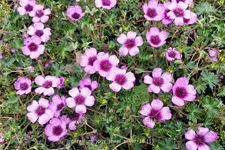 Geranium cinereum 'Jolly Jewel Silver'®