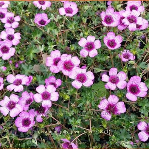 Geranium cinereum 'Jolly Jewel Silver'®