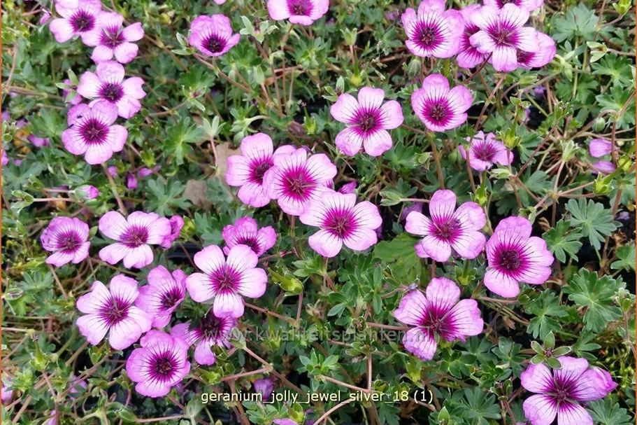 Geranium cinereum 'Jolly Jewel Silver'®