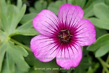 Geranium cinereum 'Jolly Jewel Silver'®
