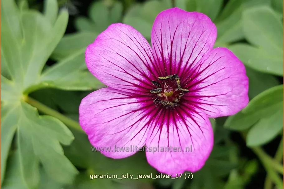 Geranium cinereum 'Jolly Jewel Silver'®