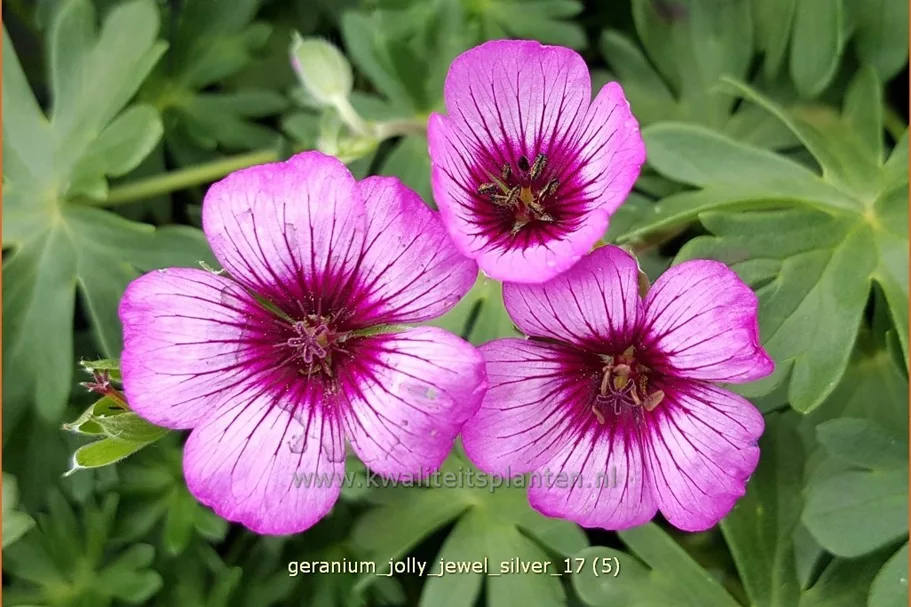 Geranium cinereum 'Jolly Jewel Silver'®