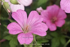 Geranium x oxonianum 'Rose Clair'