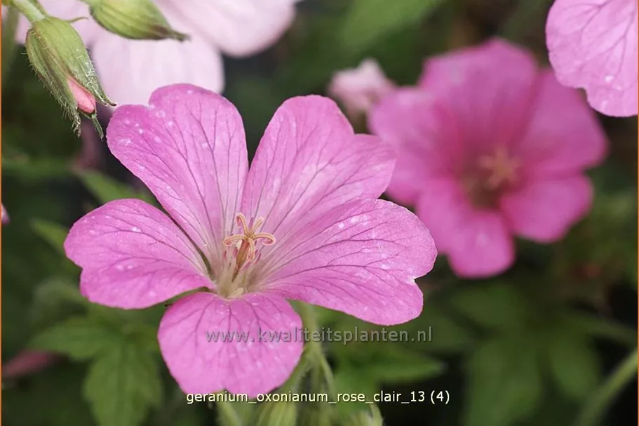 Geranium x oxonianum 'Rose Clair'