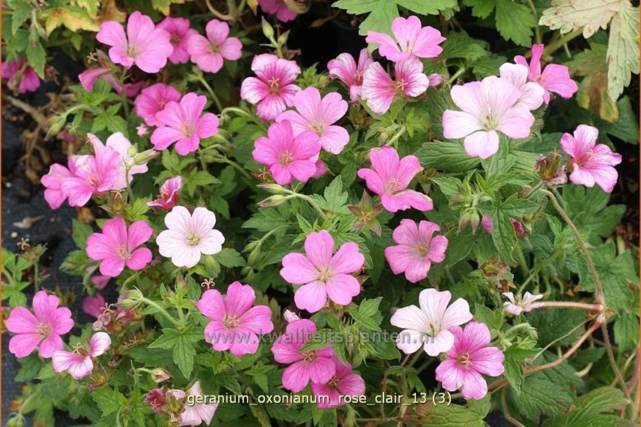 Geranium x oxonianum 'Rose Clair'