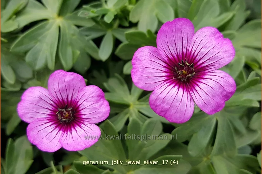 Geranium cinereum 'Jolly Jewel Silver'®