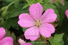 Geranium x oxonianum 'Rose Clair'