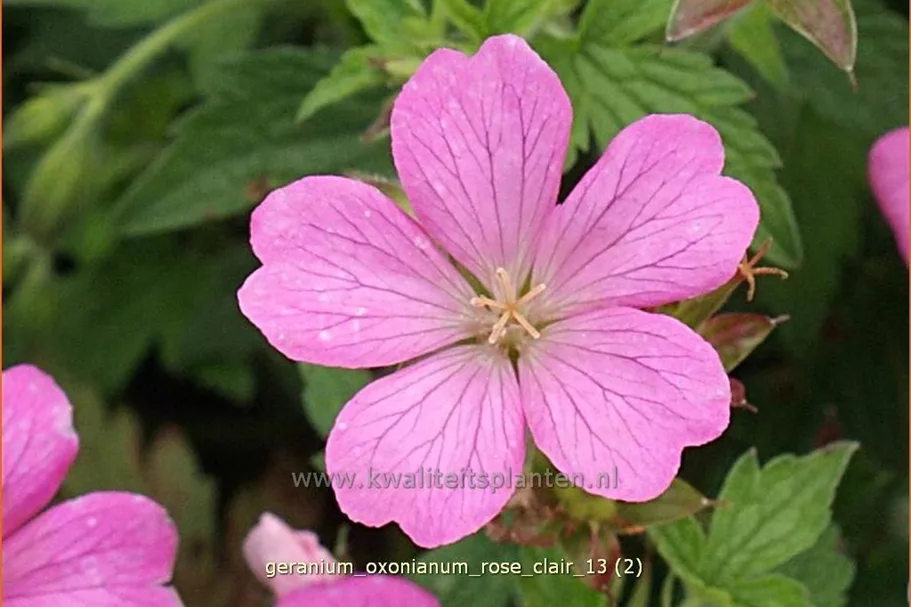 Geranium x oxonianum 'Rose Clair'