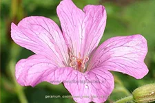 Geranium x oxonianum 'Rose Clair'