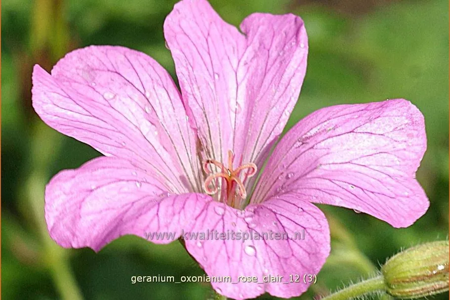 Geranium x oxonianum 'Rose Clair'
