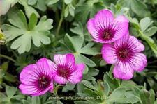Geranium cinereum 'Jolly Jewel Silver'®