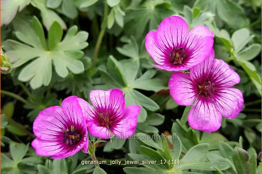 Geranium cinereum 'Jolly Jewel Silver'®